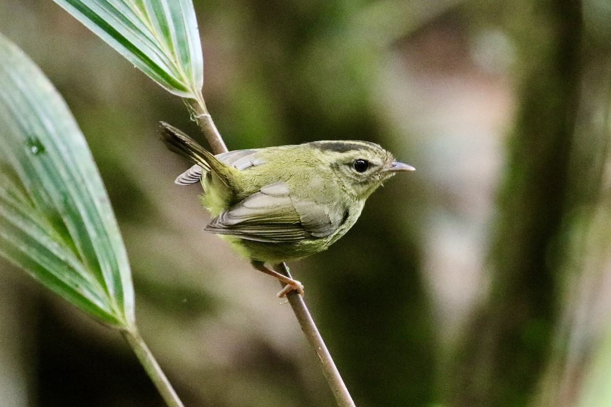 Tacarcuna Warbler - ML437427651