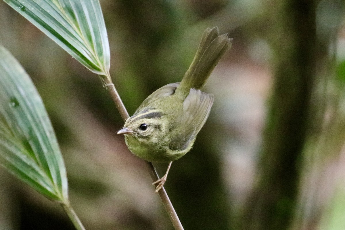 Tacarcuna Warbler - Jonathan Slifkin