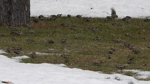 Common Redpoll - ML437427981