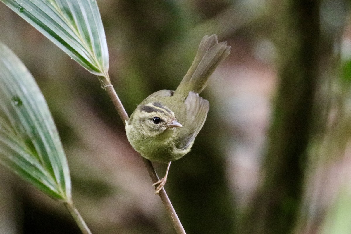 Tacarcuna Warbler - Jonathan Slifkin