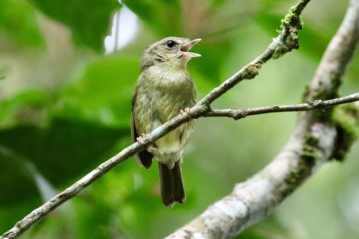 Tacarcuna Warbler - Jonathan Slifkin