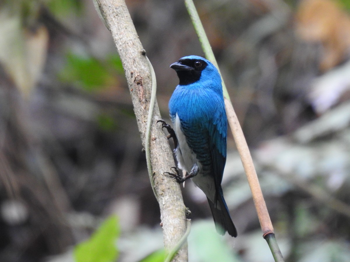 Swallow Tanager - Justin Harris