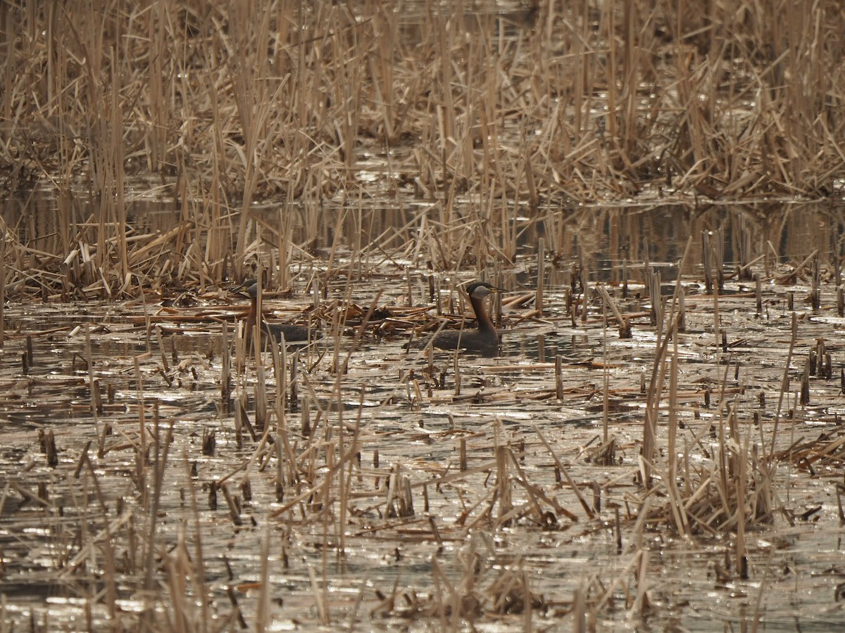 Red-necked Grebe - ML437432811