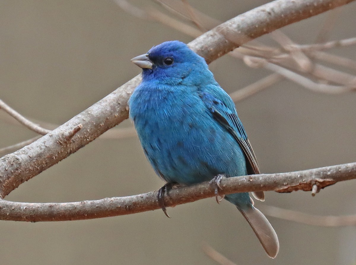 Indigo Bunting - ML437434951