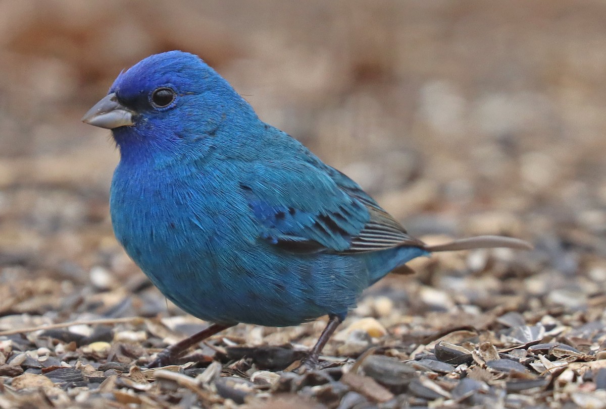 Indigo Bunting - ML437434971