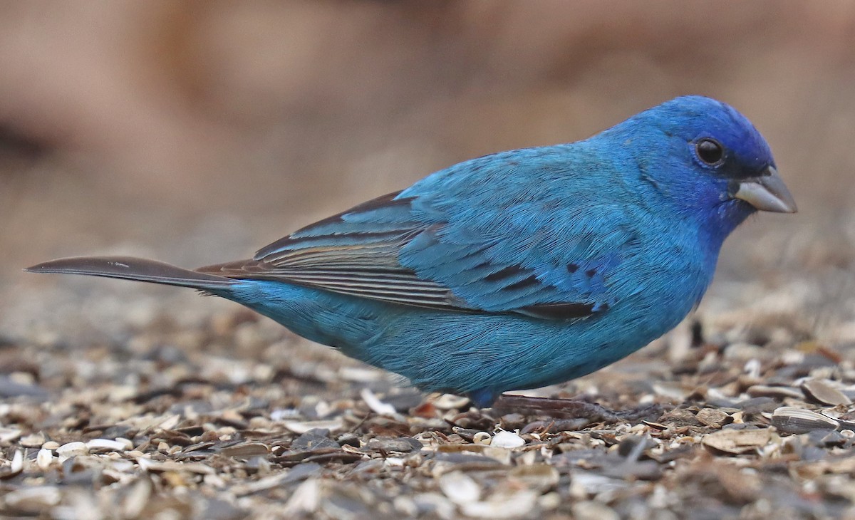 Indigo Bunting - ML437434981