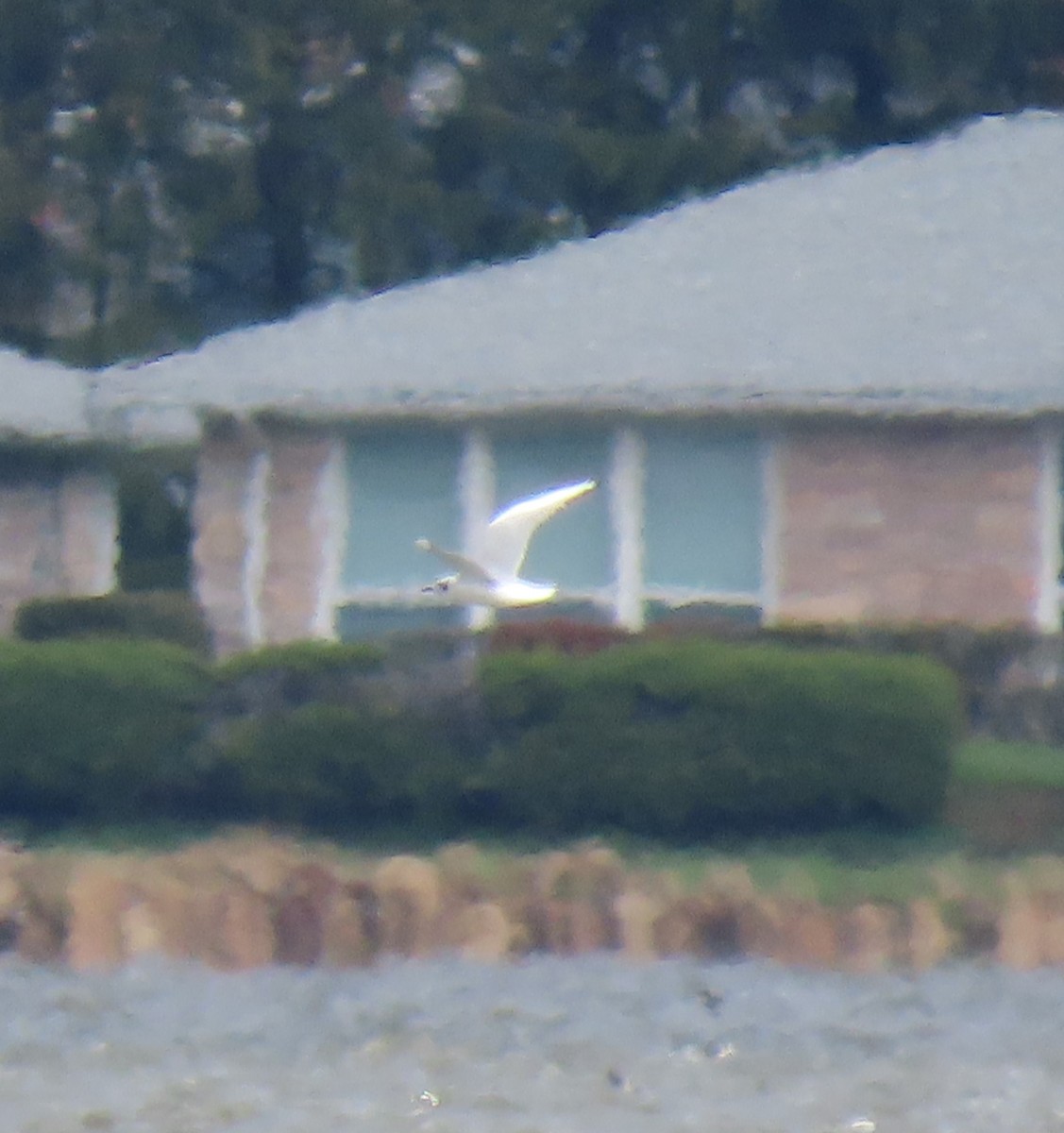 Bonaparte's Gull - ML437435831