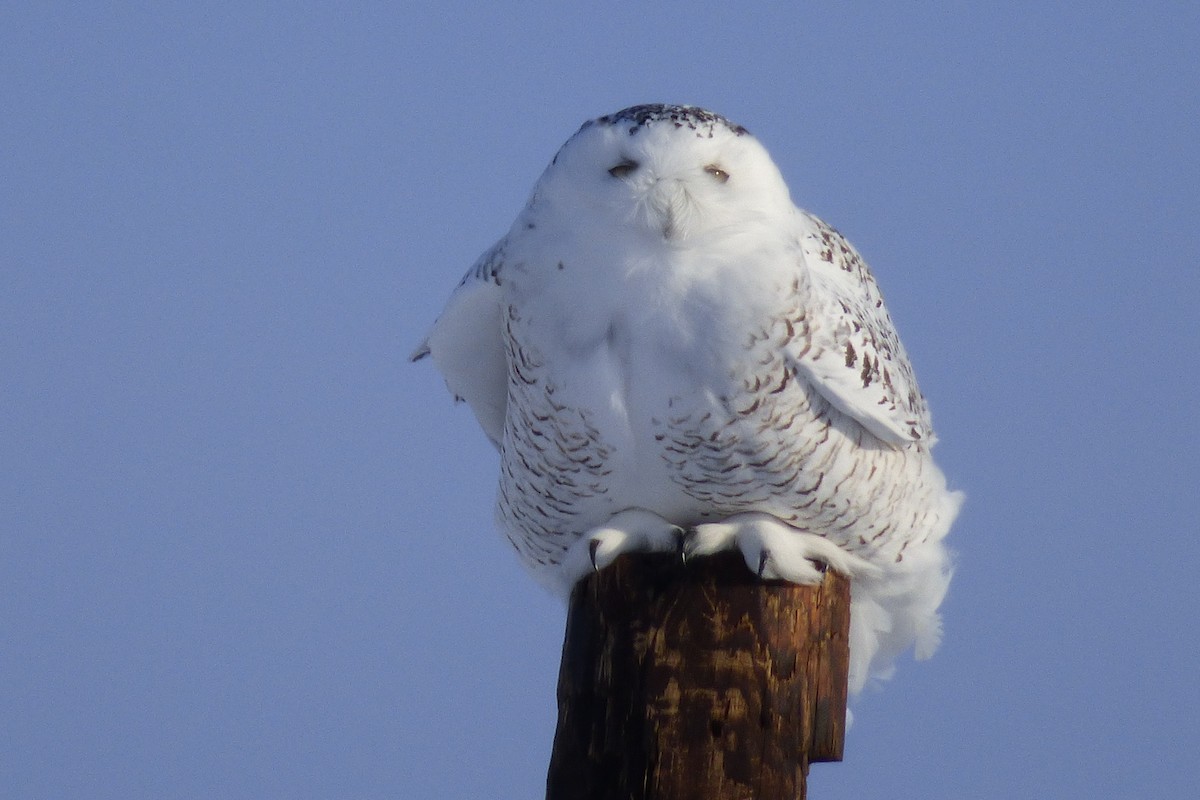 Snowy Owl - Laurie Koepke