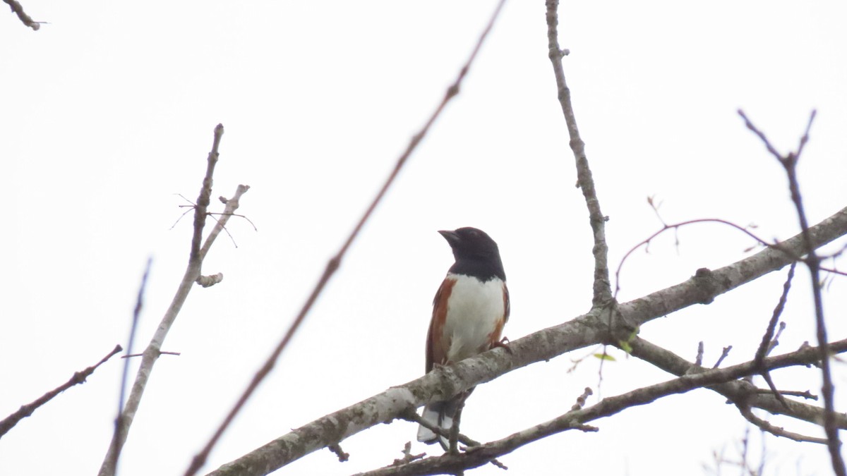 Eastern Towhee - ML437440701