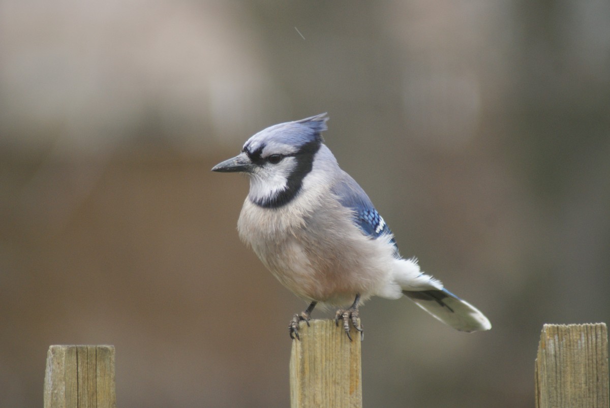 Blue Jay - ML437440791