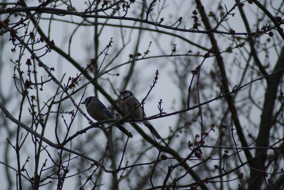 Blue Jay - ML437440801