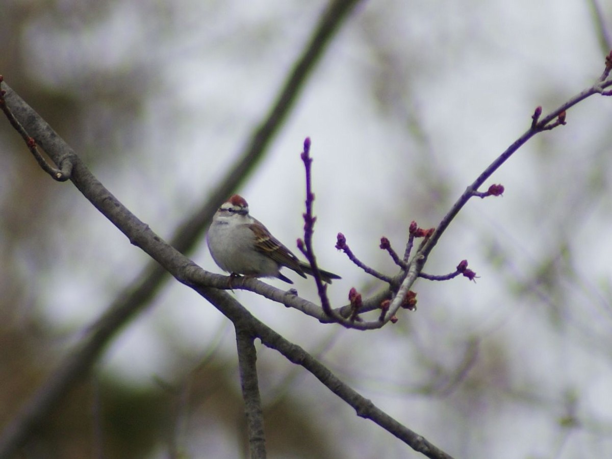 Chipping Sparrow - Jennifer Bradley