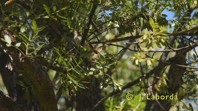 Mosquitero Papialbo - ML437441801