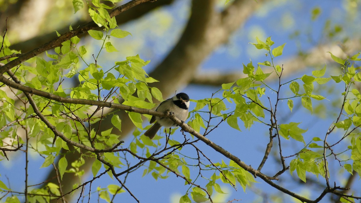 Carolina Chickadee - ML437443271