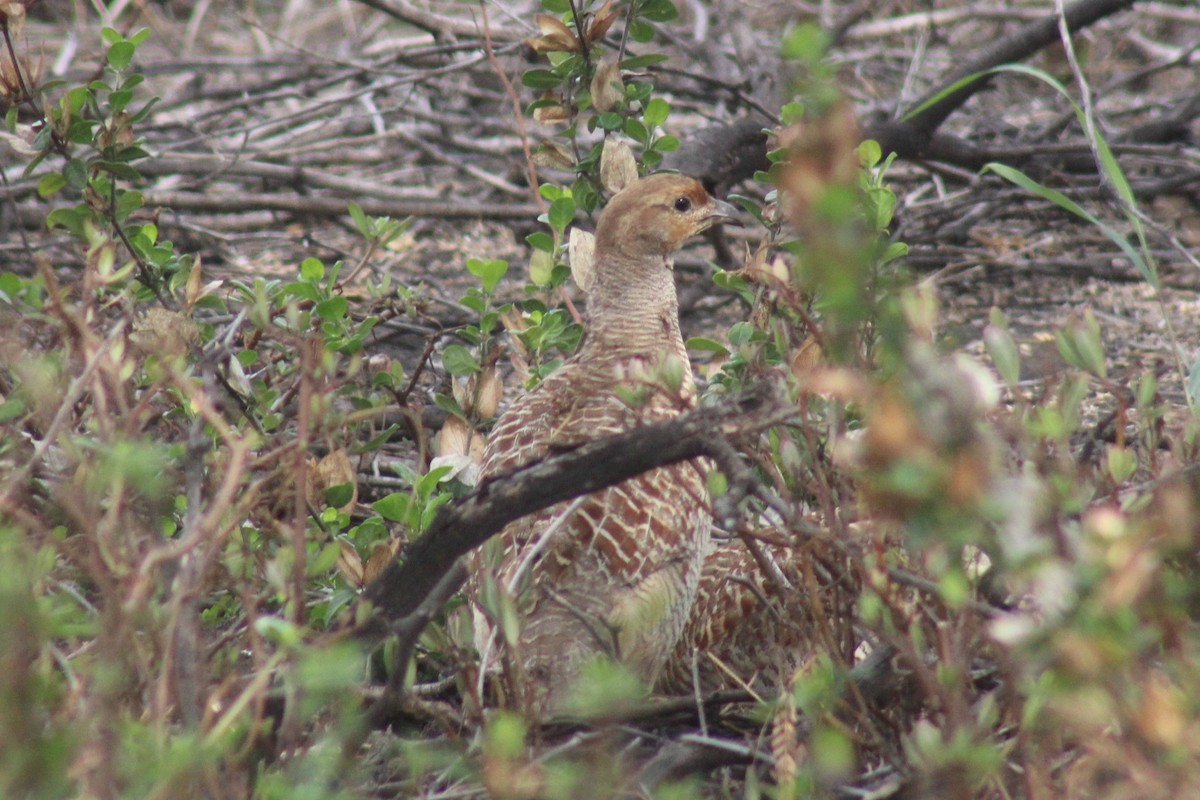 Gray Francolin - Bill McIver