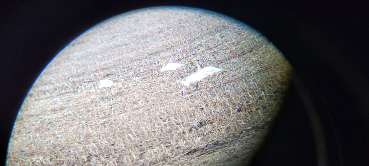 Trumpeter Swan - ML437446231