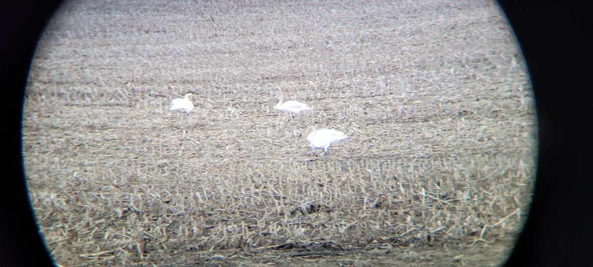 Trumpeter Swan - ML437446241