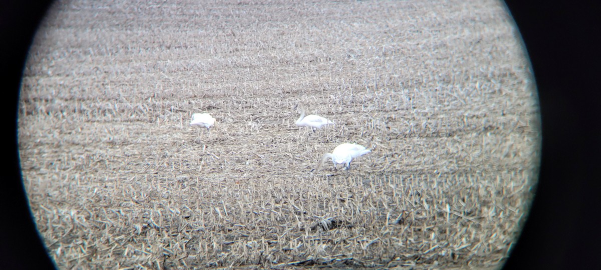 Trumpeter Swan - ML437446251