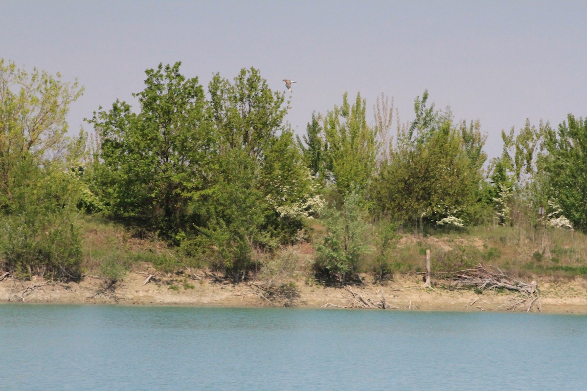 Little Ringed Plover - ML437446341