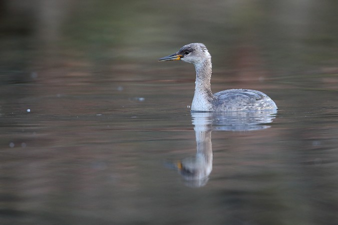 Red-necked Grebe - ML437447451