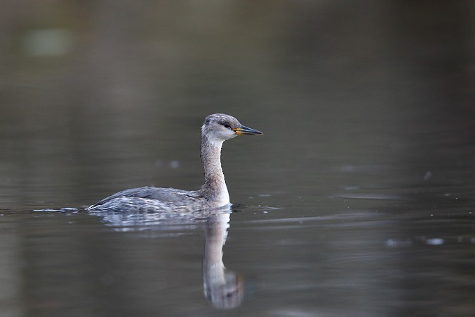 Red-necked Grebe - ML437447461