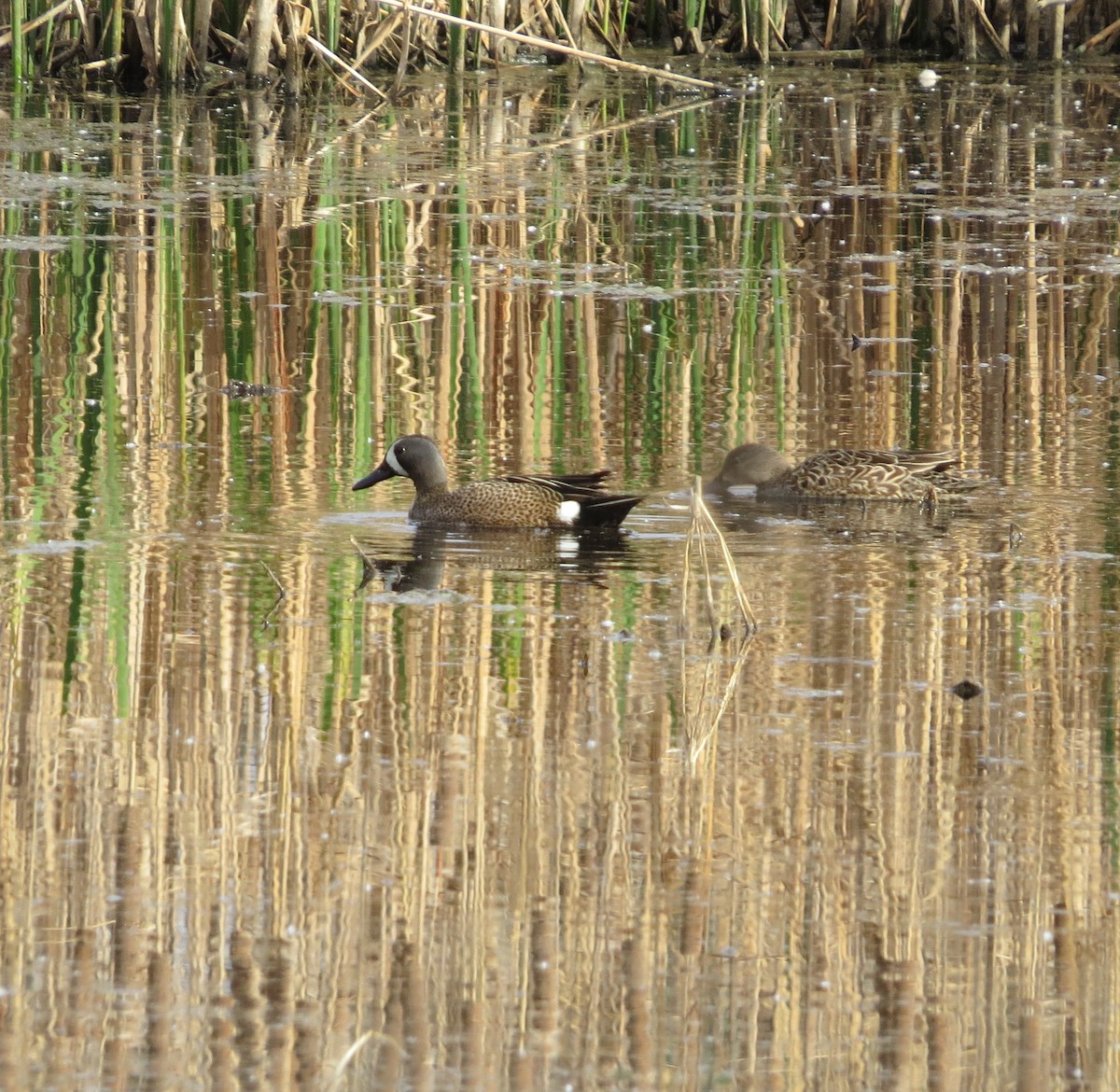 Blue-winged Teal - ML437448681