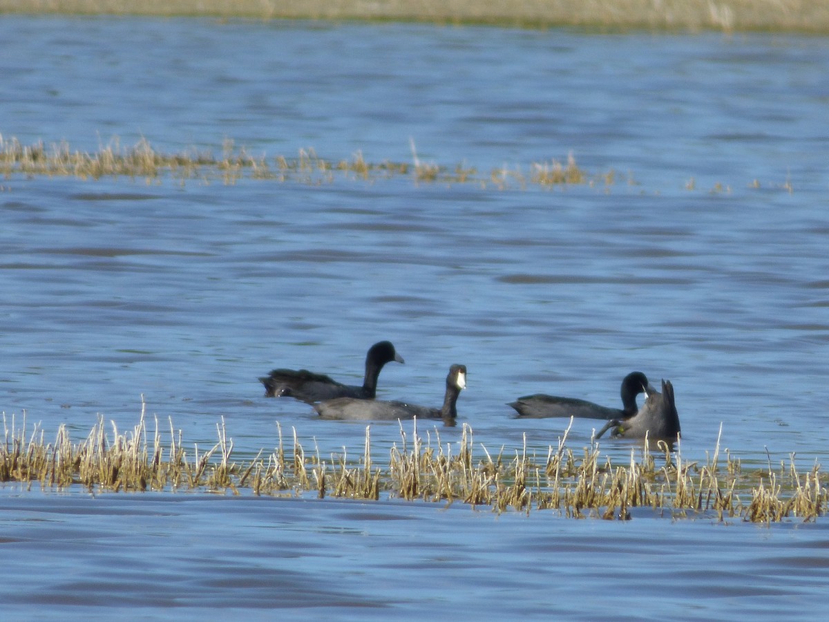 American Coot - ML43744951