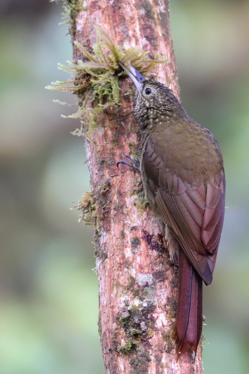 Olive-backed Woodcreeper - ML437449941