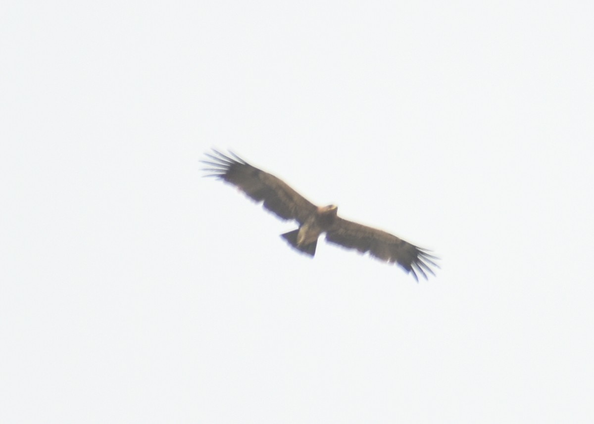 Indian Spotted Eagle - ML437450351