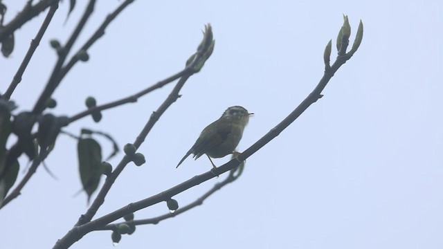 Rufous-winged Fulvetta - ML437452361