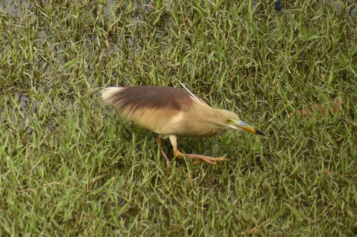 Indian Pond-Heron - ML437452521