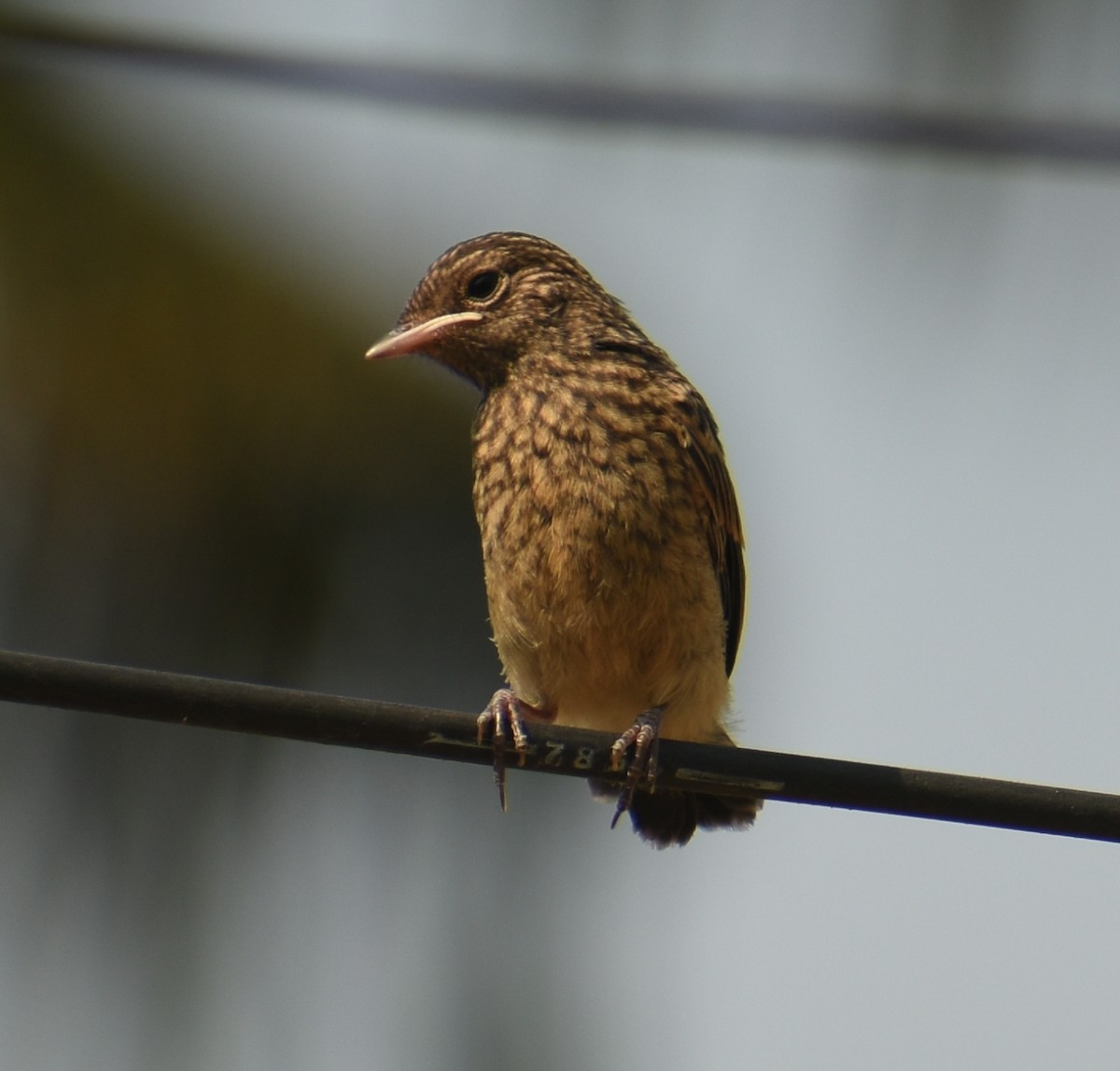 Pied Bushchat - ML437453161