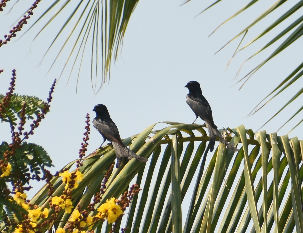 Drongo royal - ML437453251