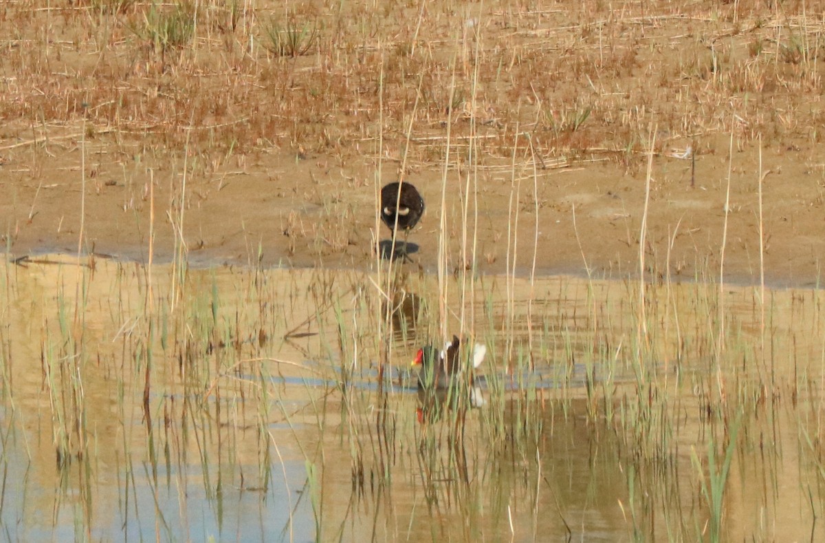 Eurasian Moorhen - Jan Roedolf