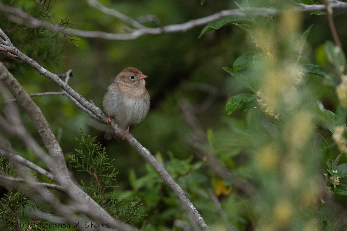 Field Sparrow - ML437454751