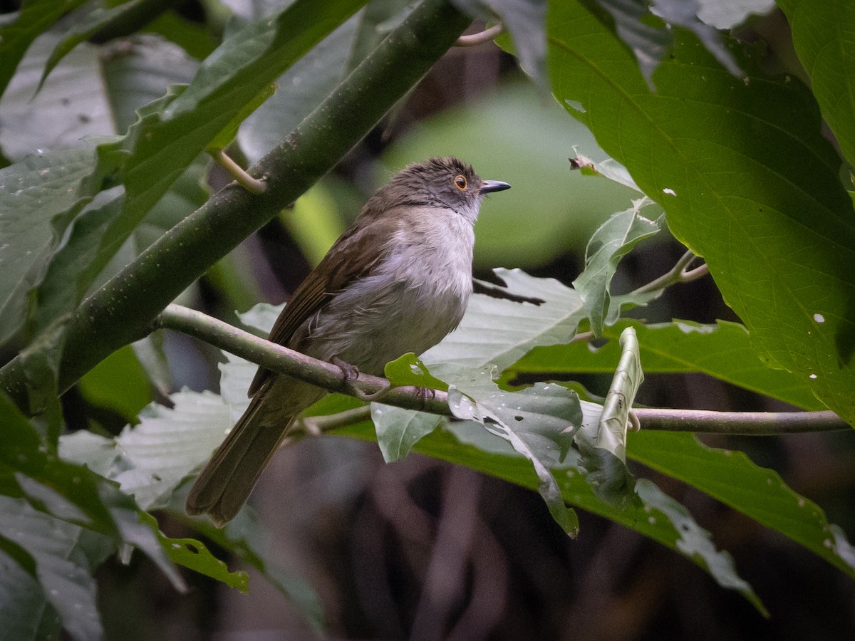 Spectacled Bulbul - ML437456471