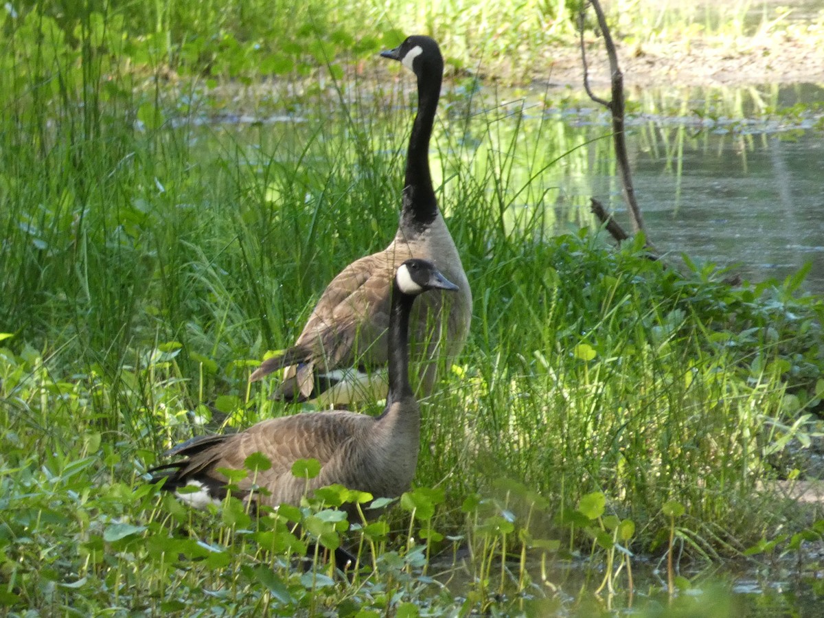 Canada Goose - ML437457111