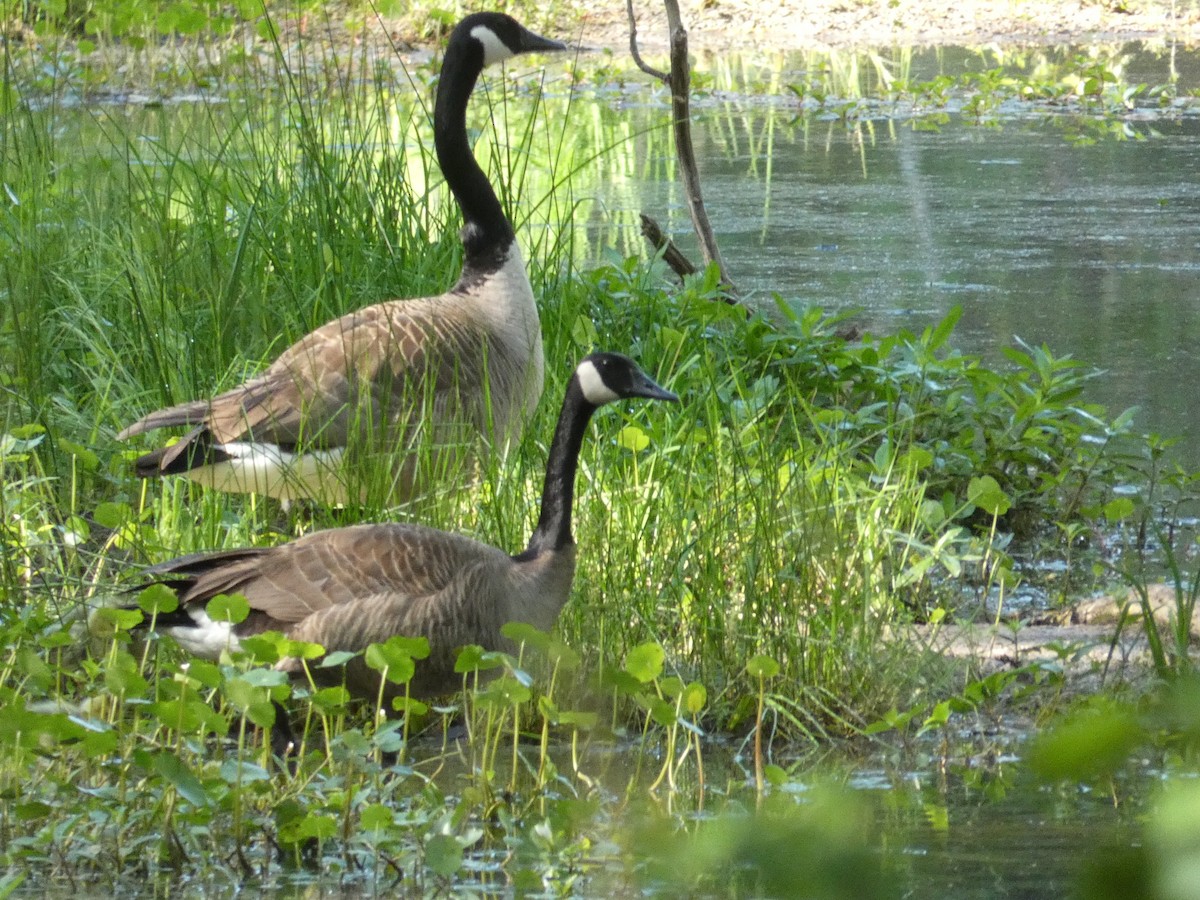 Canada Goose - ML437457141