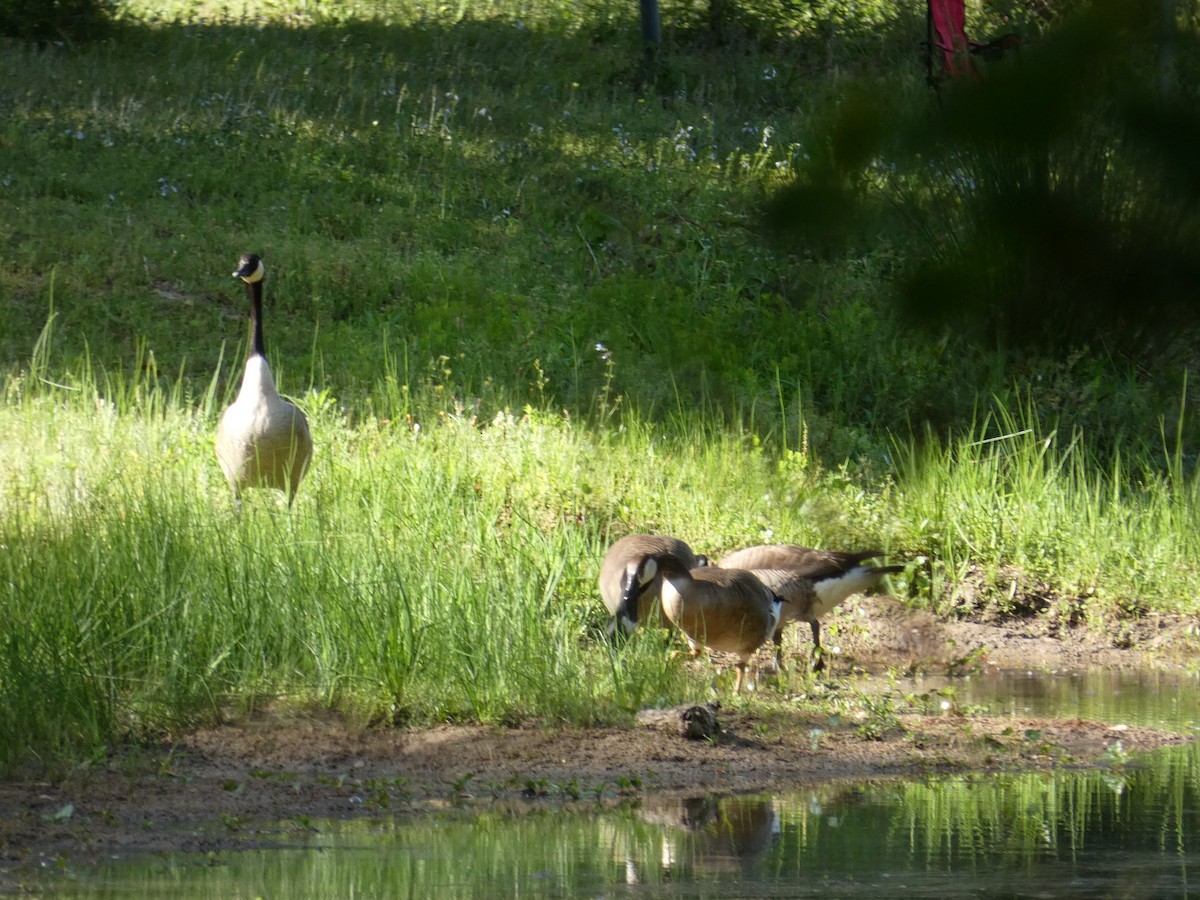 Canada Goose - ML437457231