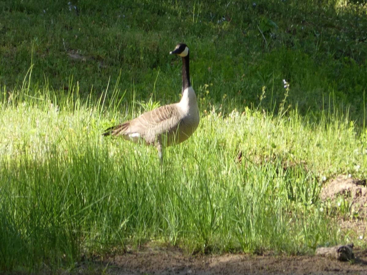 Canada Goose - ML437457241