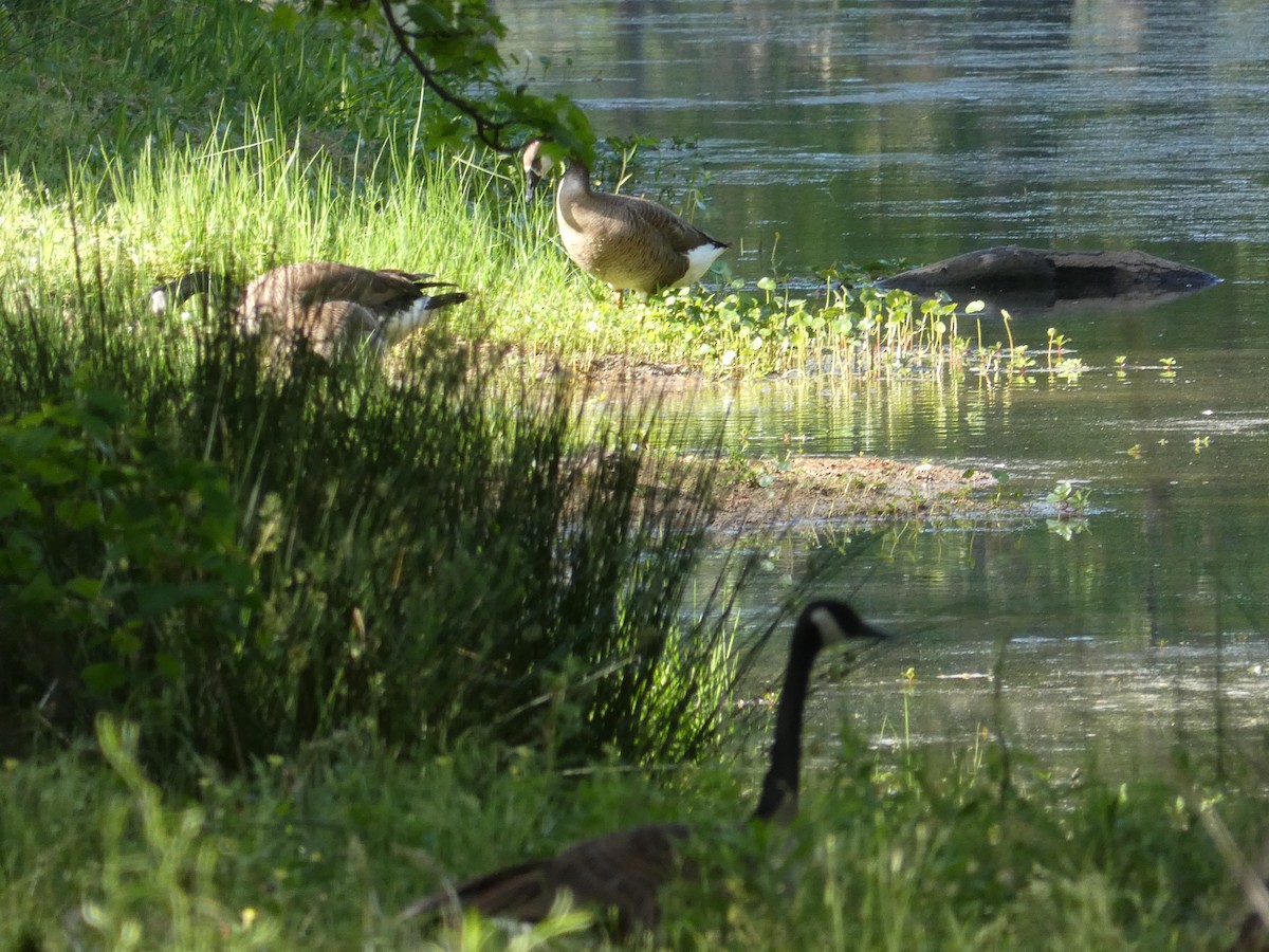 Canada Goose - ML437457281