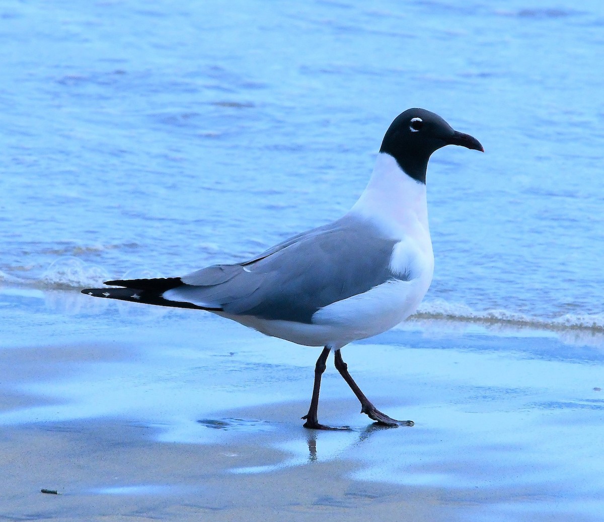 Laughing Gull - Alan Sankey  COHL