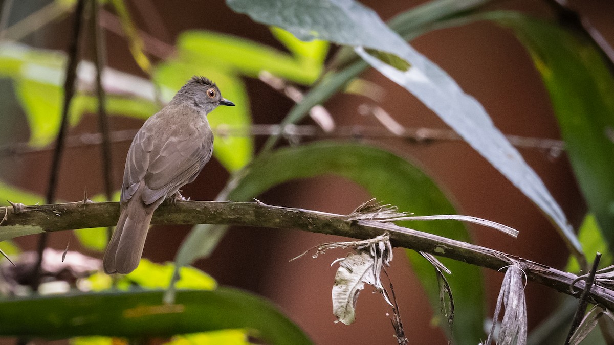 Spectacled Bulbul - ML437463401