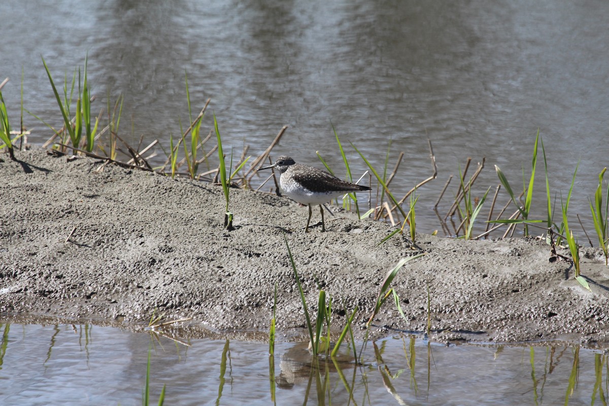 Solitary Sandpiper - ML437464701