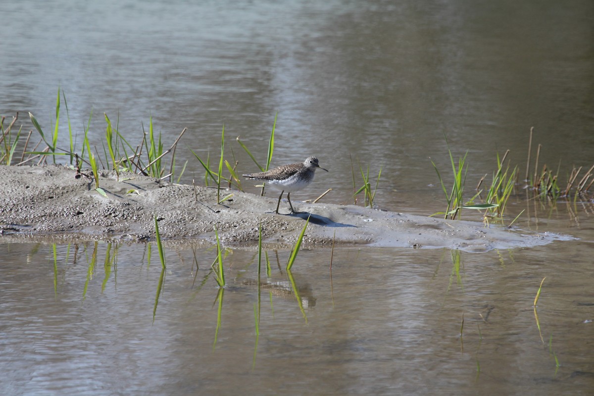Solitary Sandpiper - ML437464711