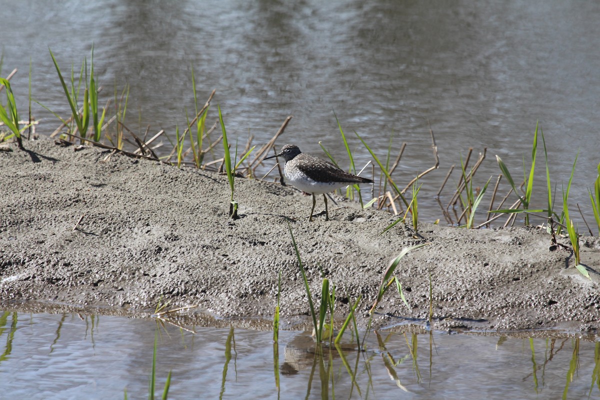 Solitary Sandpiper - ML437464721