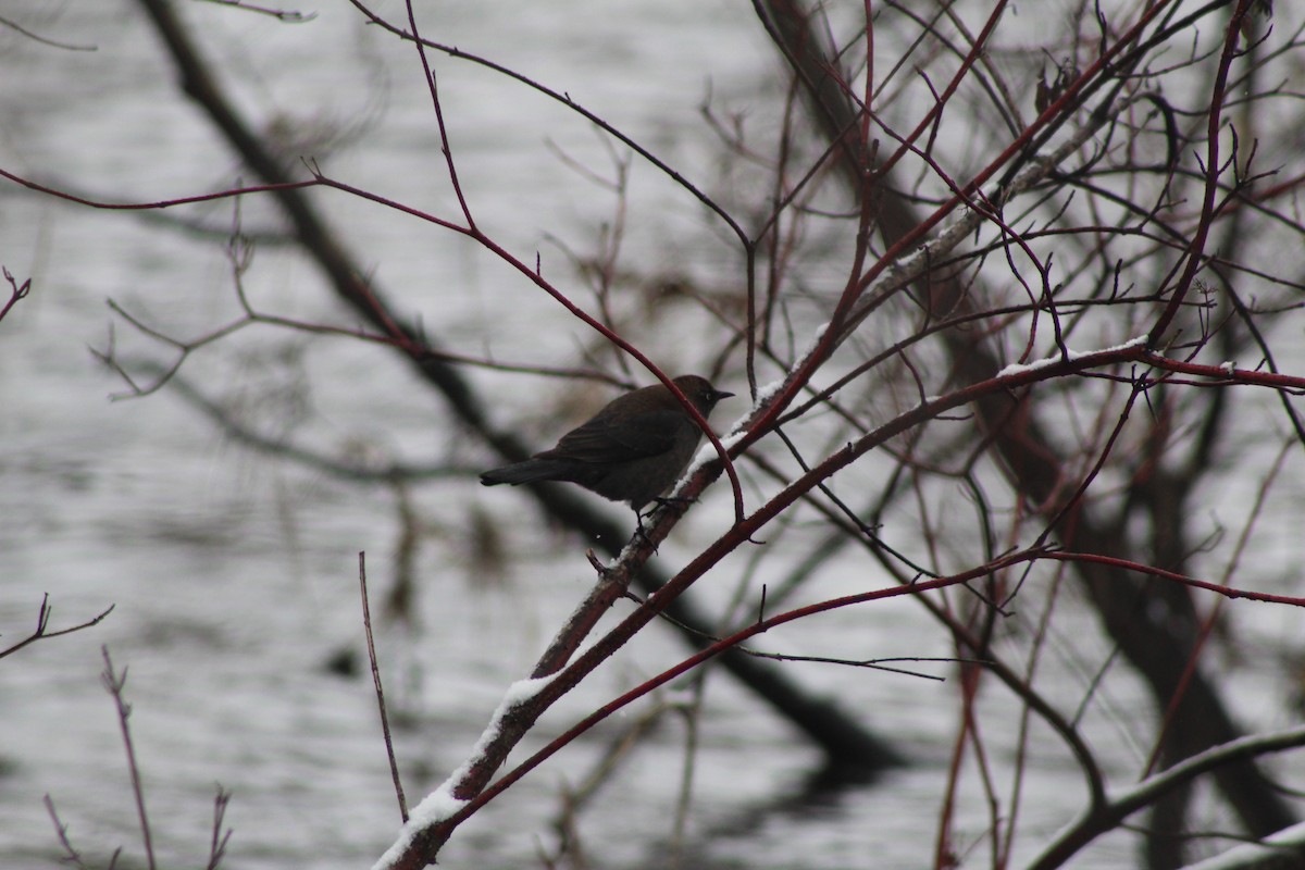 Rusty Blackbird - ML437465061