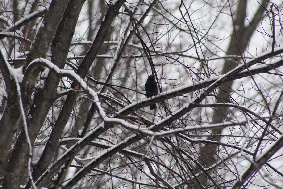 Rusty Blackbird - Sarah Sabatke