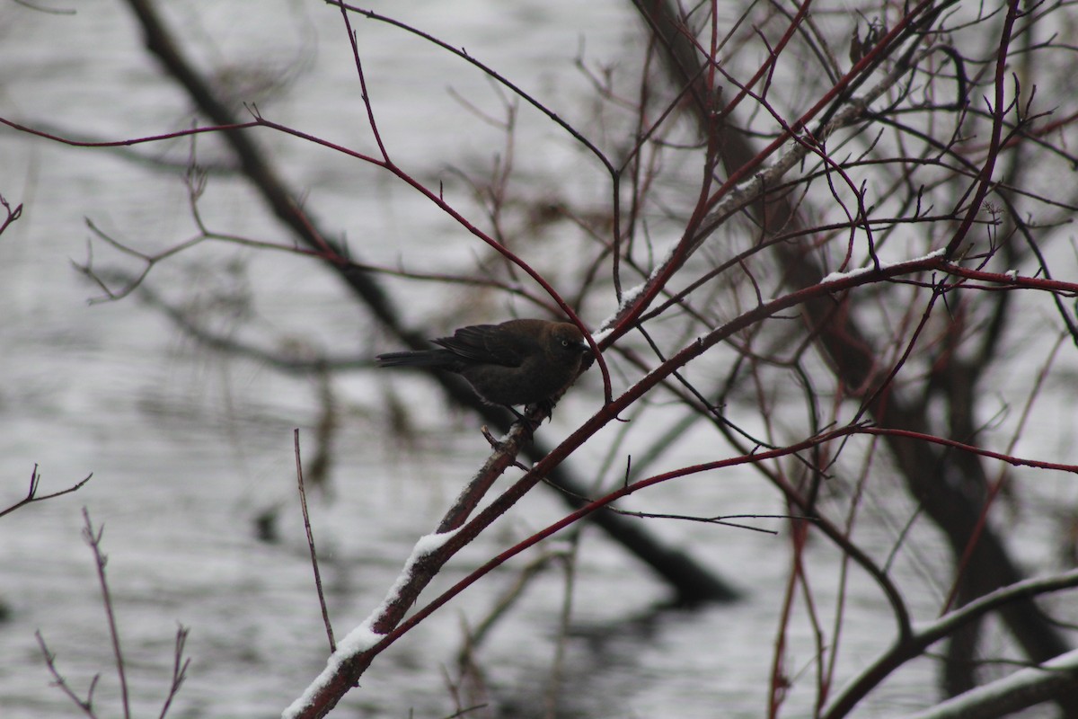 Rusty Blackbird - ML437465091