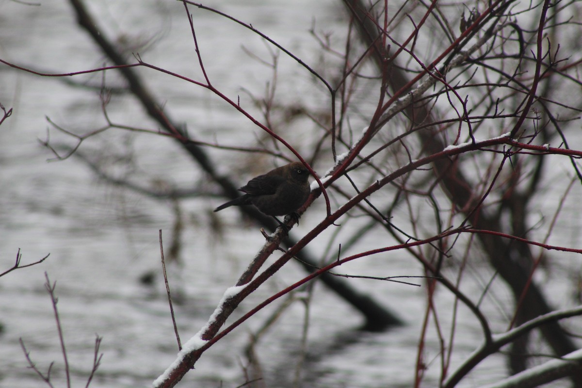 Rusty Blackbird - ML437465101